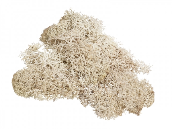 20 g Moos Islandmoos Deko-Moos naturfarben